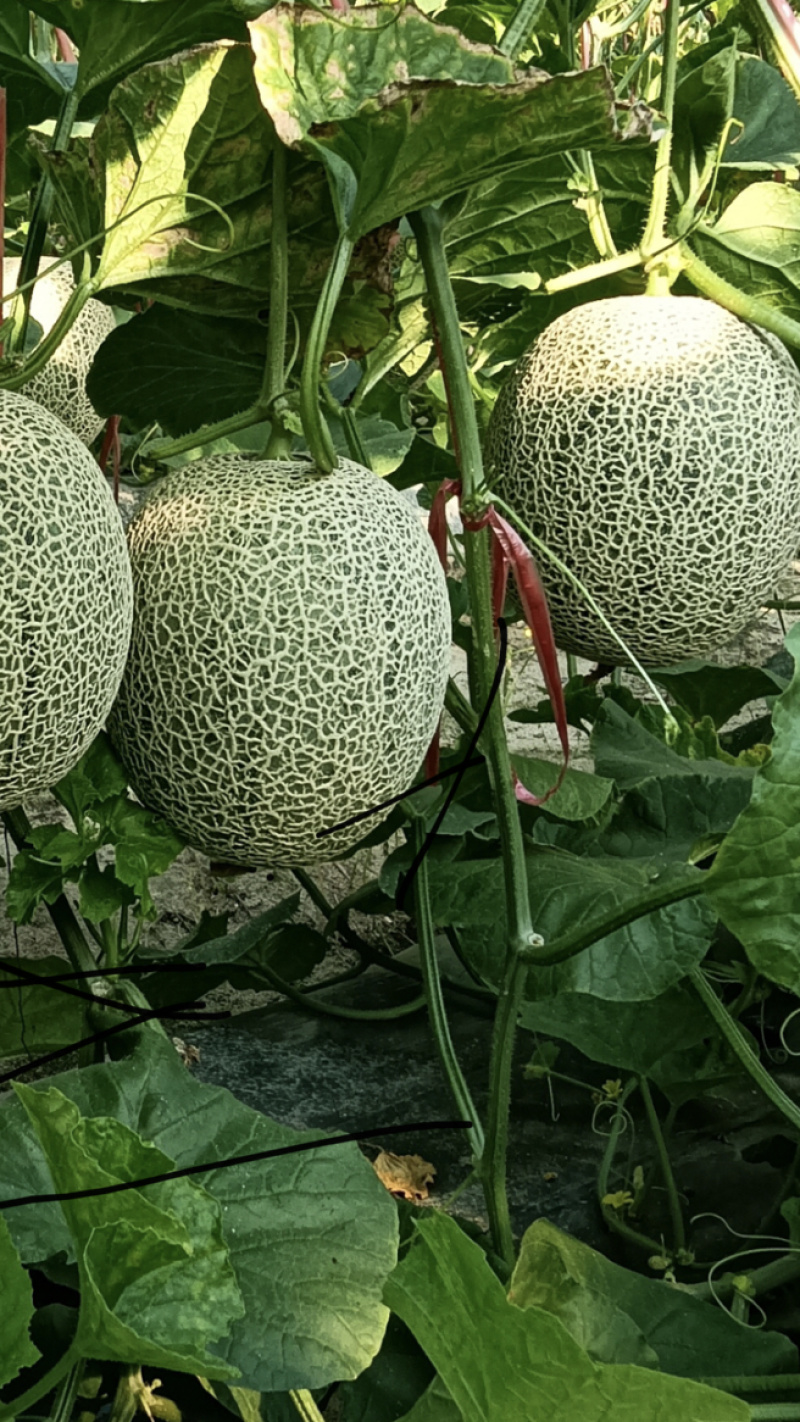 海南精选晓蜜25哈密瓜，欢迎各大平台，电商，市场批发咨询