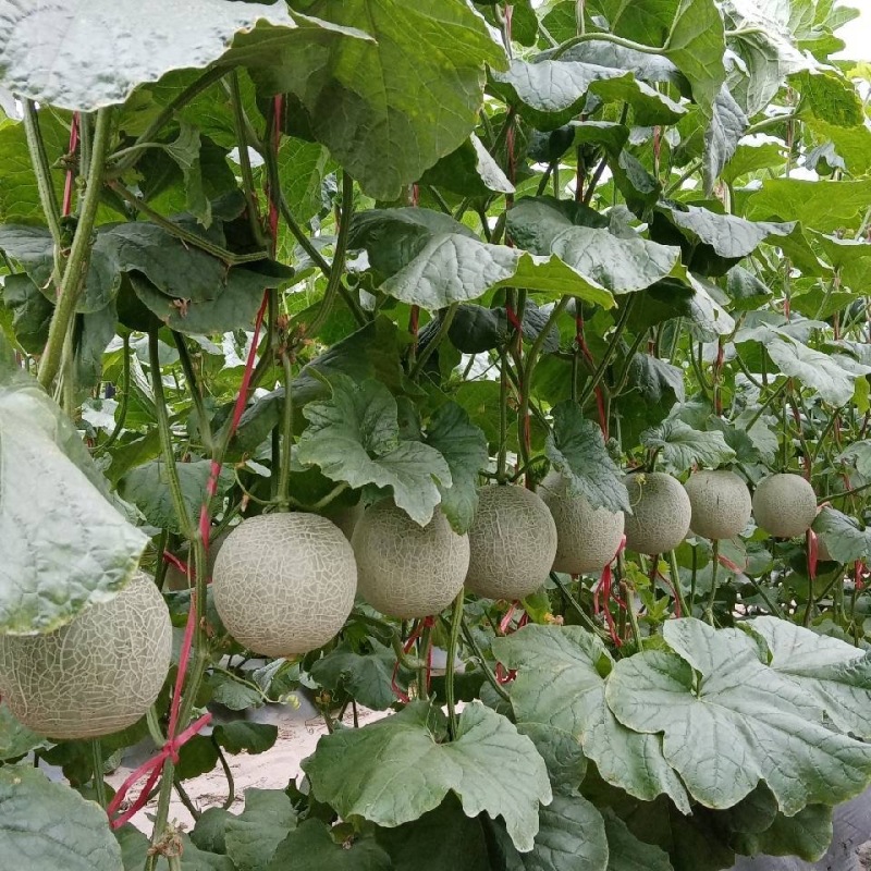 海南精选晓蜜25哈密瓜，欢迎各大平台，电商，市场批发咨询