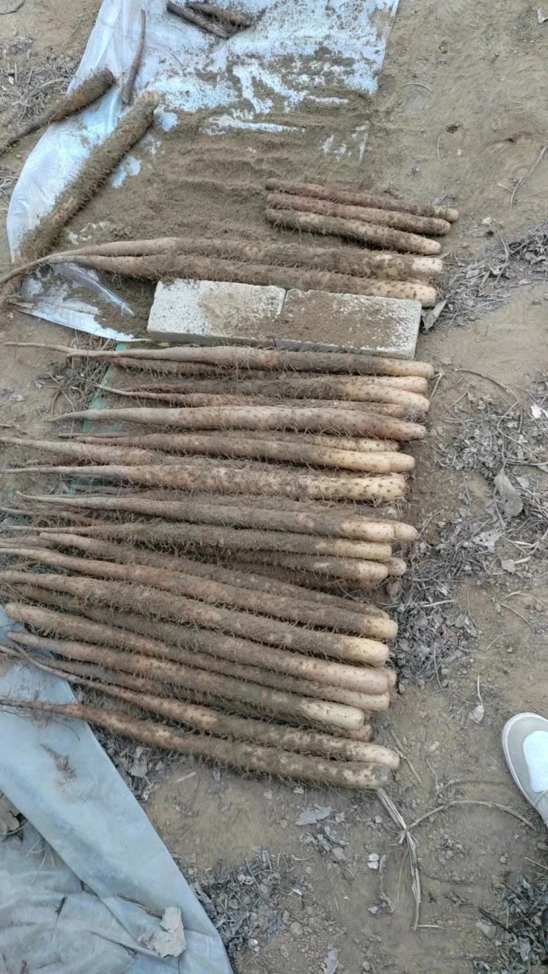 【保质】河北保定精品山药大量上市质优价廉欢迎合作