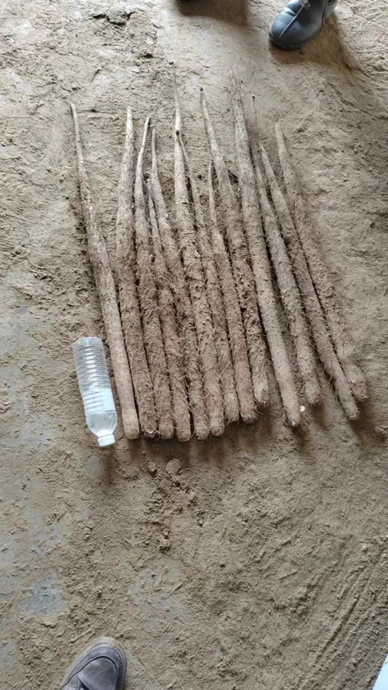 【保质】河北保定精品山药大量上市质优价廉欢迎合作