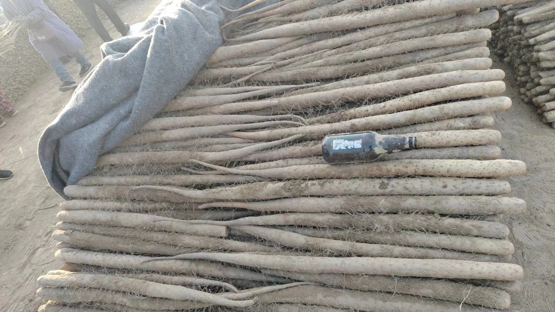 两张并排摆放的山药对比图,左侧为双棒山药,两根长度相近、粗细均匀、表面有明显紫斑和须根;右侧为普通短节山药,形状弯曲、较短小;背景为木质餐桌,旁边放置一把尺子用于尺寸参照 双棒山药与普通山药对比图