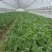 中花蔬菜精品对接全国市场量大从优