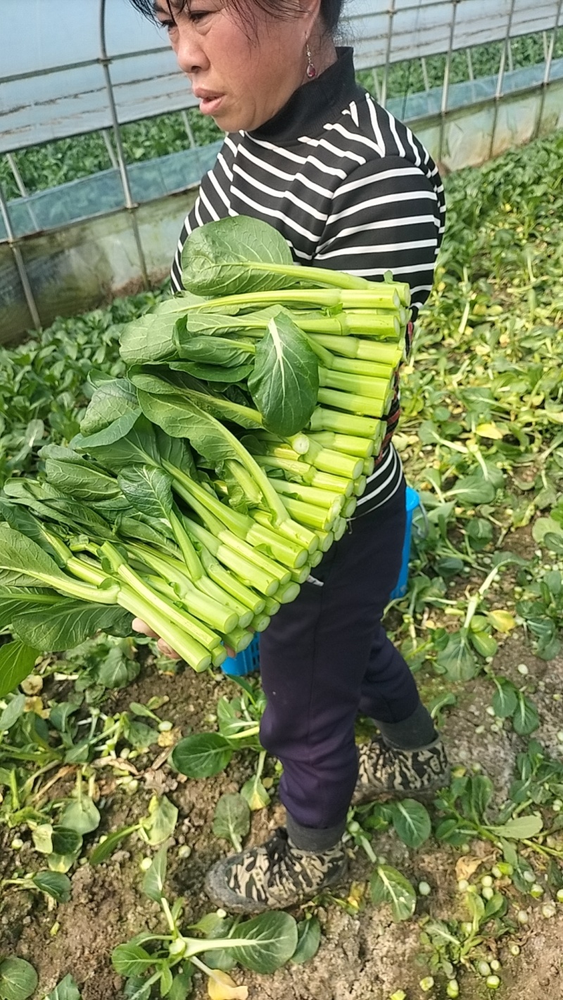 上海菜心干净新鲜品质保证对接各种市场