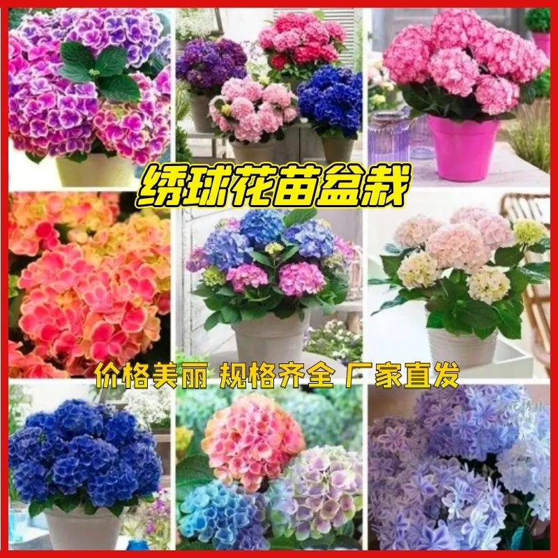 【牛商推荐】绣球花苗植物好养活四季开花不断盆栽耐寒耐热