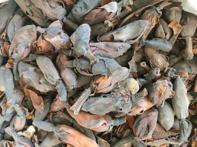 厚朴花品种齐全批发零售