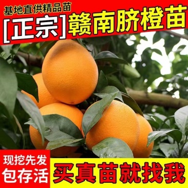 精品脐橙苗成活率高品质保证诚信经营一手货源欢迎来电采购