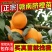 精品脐橙苗成活率高品质保证诚信经营一手货源欢迎来电采购