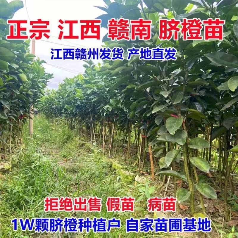 精品脐橙苗成活率高品质保证诚信经营一手货源欢迎来电采购