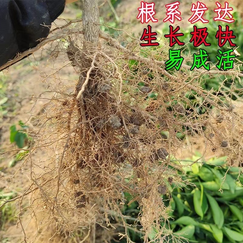 精品脐橙苗成活率高品质保证诚信经营一手货源欢迎来电采购