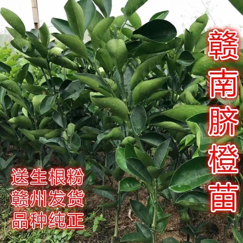 精品脐橙苗成活率高品质保证诚信经营一手货源欢迎来电采购