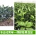 精品脐橙苗成活率高品质保证诚信经营一手货源欢迎来电采购