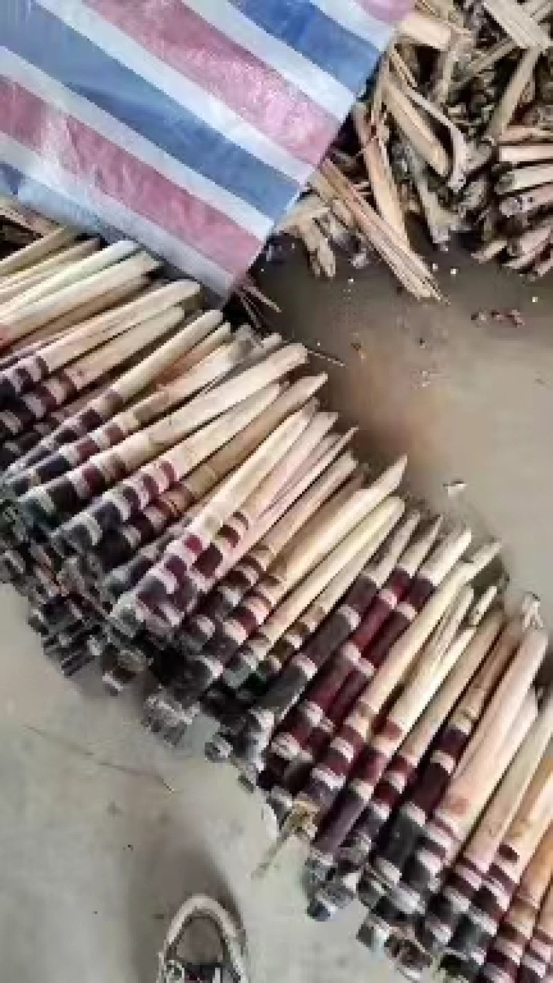 广西精品甘蔗种苗销售，自家基地，出芽率高，土炮视频看货