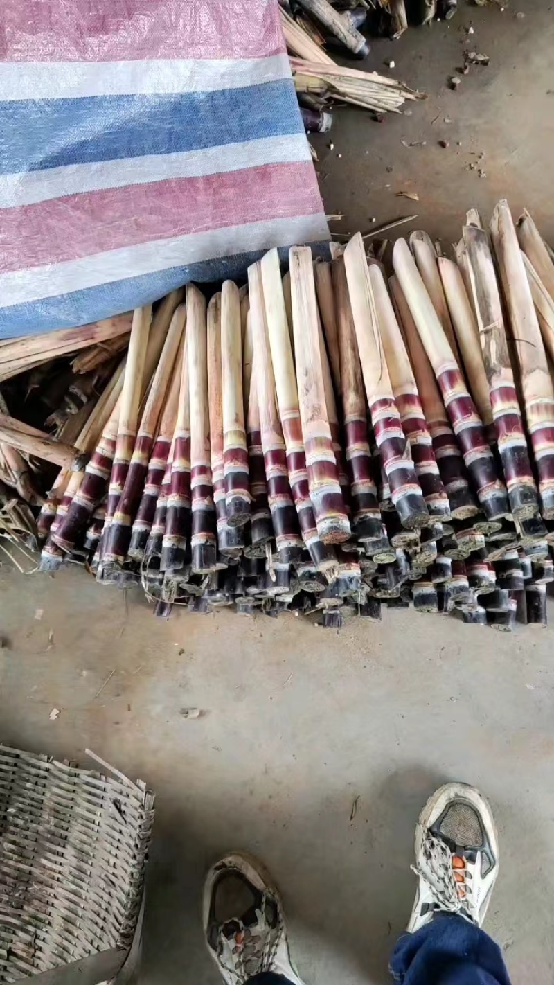 广西精品甘蔗种苗销售，自家基地，出芽率高，土炮视频看货