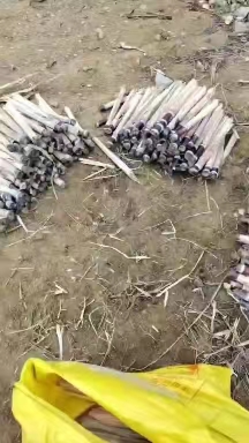 广西精品甘蔗种苗销售，自家基地，出芽率高，土炮视频看货