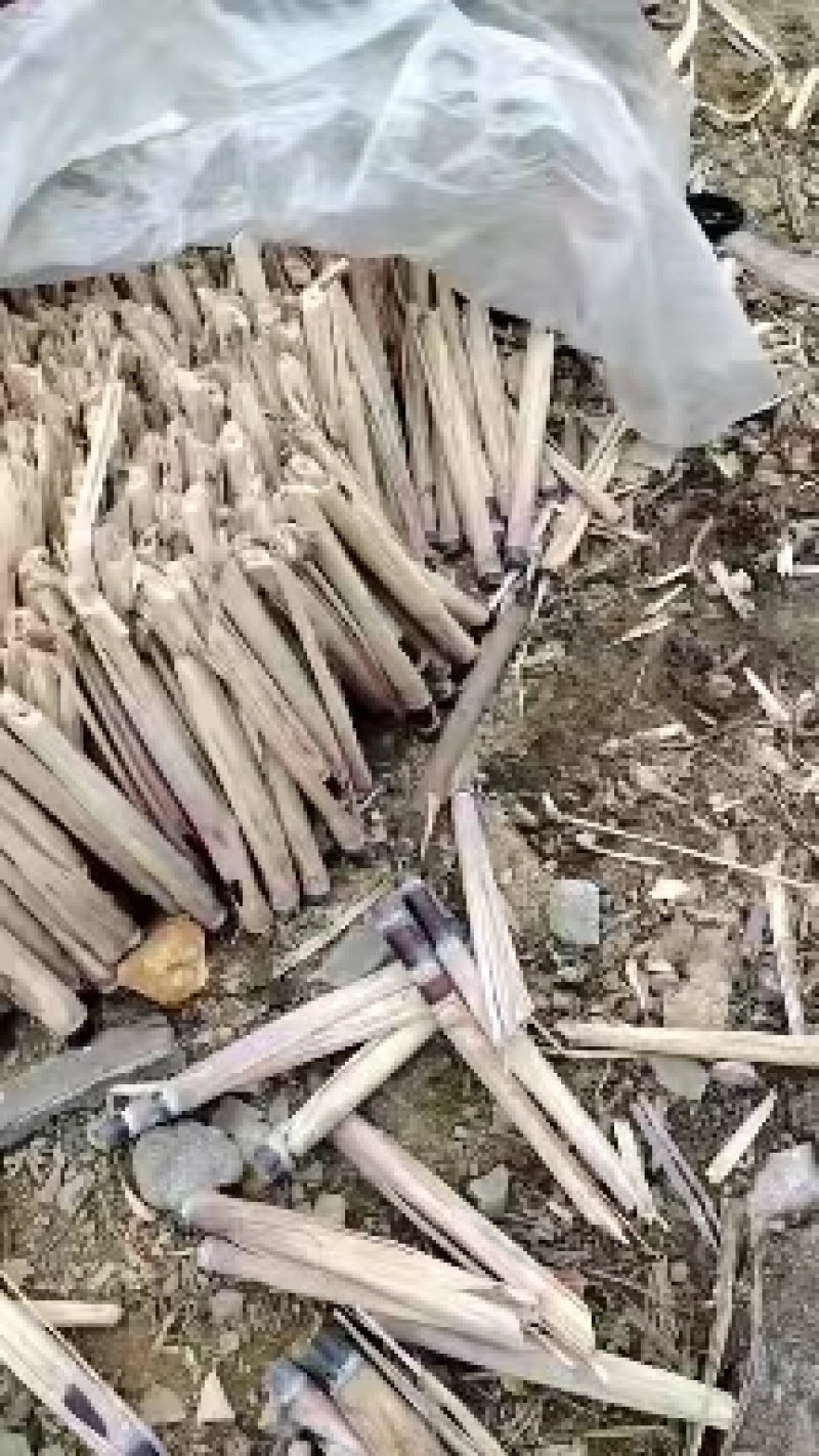 广西精品甘蔗种苗销售，自家基地，出芽率高，土炮视频看货