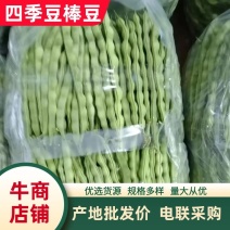 攀枝花四季豆大青豆（棒豆）市场货电商货好量大电联采购