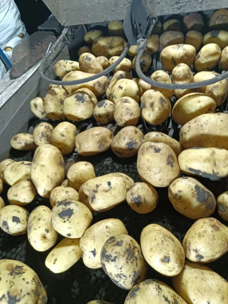 内蒙古牙克石土豆，产地直发，保质保量，欢迎老板选购
