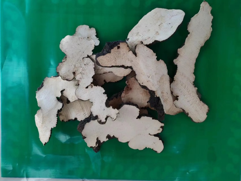 猪苓规格齐全批发零售