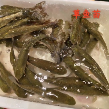 草鱼苗大量供应，规格齐全大小齐全，欢迎新老朋友，前来考察