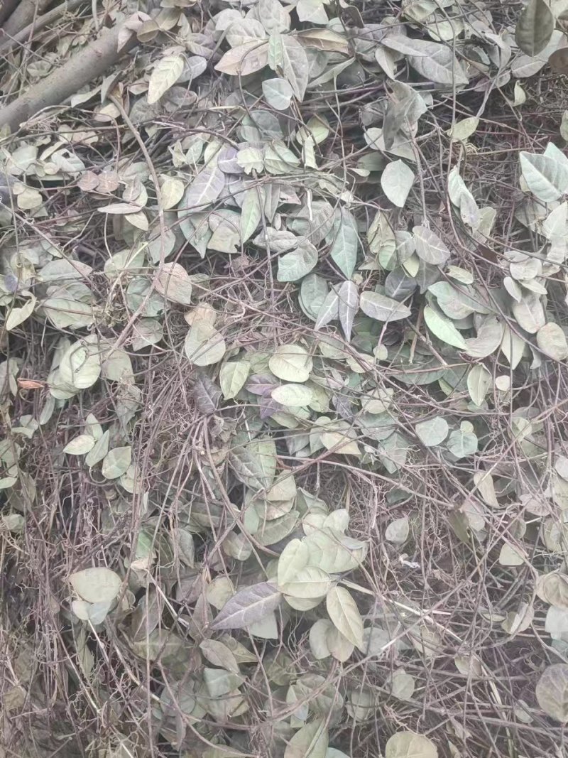 络石藤中药材