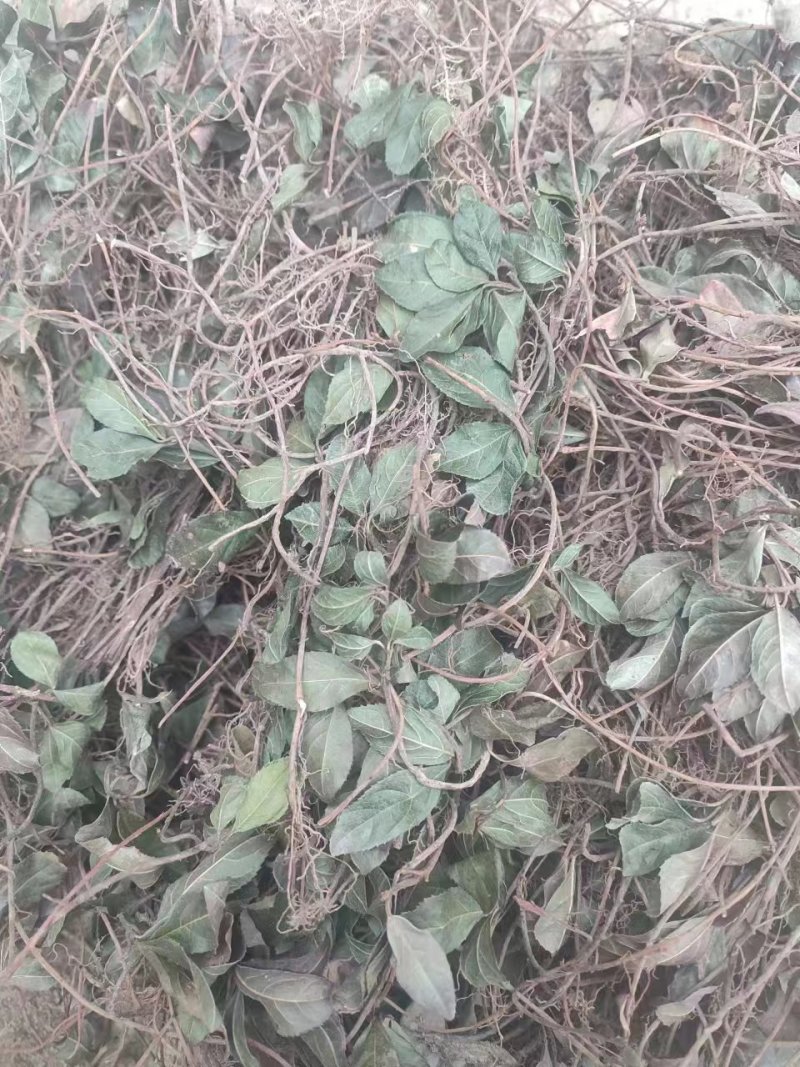 矮地茶平地木不出林常年供应品质保证