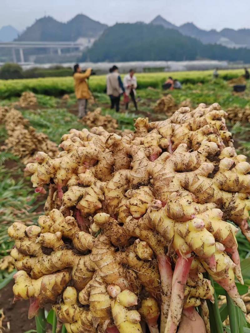 【云南精品小黄姜】现挖现发货源充足全国发货坏烂包赔