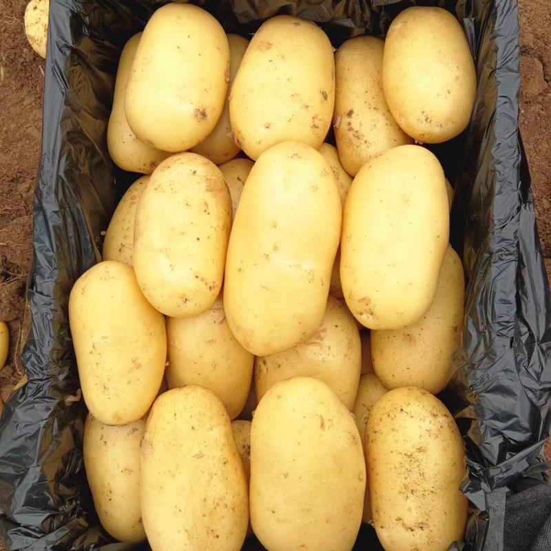 【实力】山东土豆，荷兰十五黄皮黄心市场商超电商货产地直发