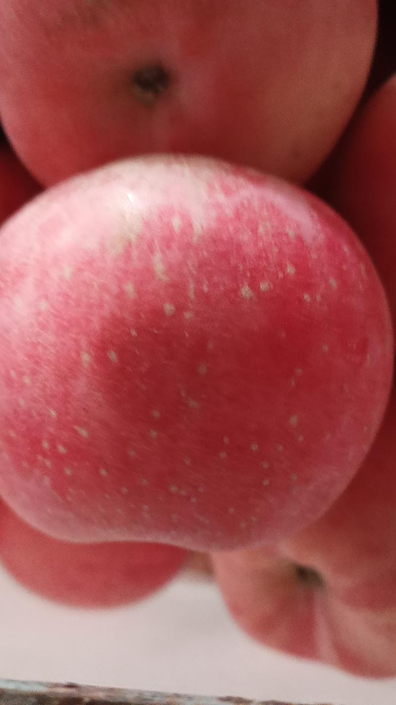山东红富士苹果高次优质精品脆甜货源充足随到随装