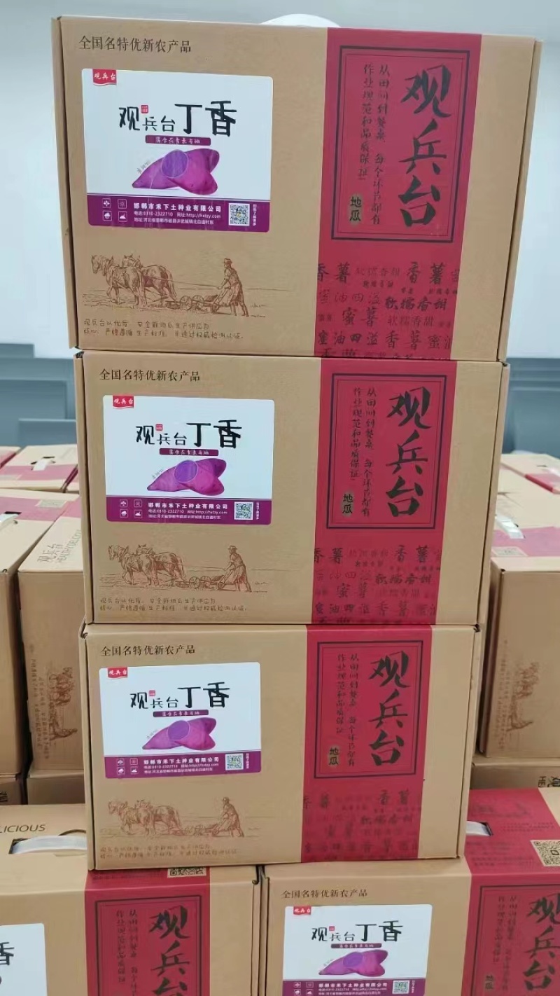 河北精品丁香紫薯大量上市诚信经营一手货源品质保证欢迎来电