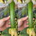 油绿香丝瓜8号种子种籽白籽香丝瓜籽早熟高产瓜皮绿油亮