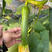 油绿香丝瓜8号种子种籽白籽香丝瓜籽早熟高产瓜皮绿油亮