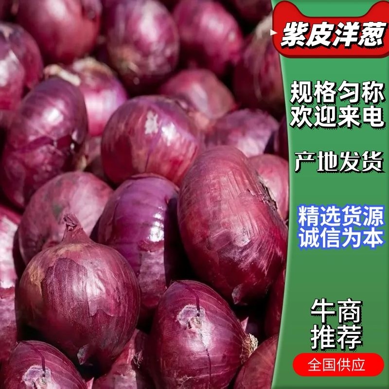 【精品紫皮洋葱】基地直供全国发货诚信经营货源充足