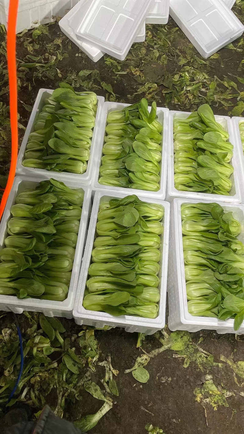 小青菜，小油菜，上海青，颜色亮，货量充足，价格优惠，电联