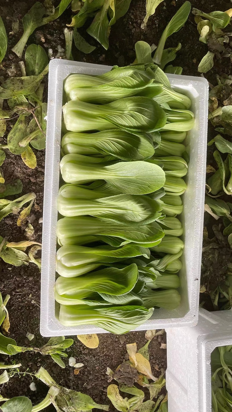 小青菜，小油菜，上海青，颜色亮，货量充足，价格优惠，电联