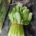小白菜奶白菜基地优质货源货量充足价格优惠，电联采购