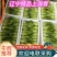 小青菜，小油菜，上海青，颜色亮，货量充足，价格优惠，电联