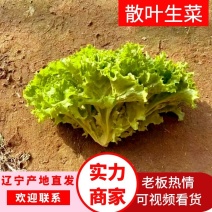 散叶生菜基地优质货源货量充足，价格，电联采购