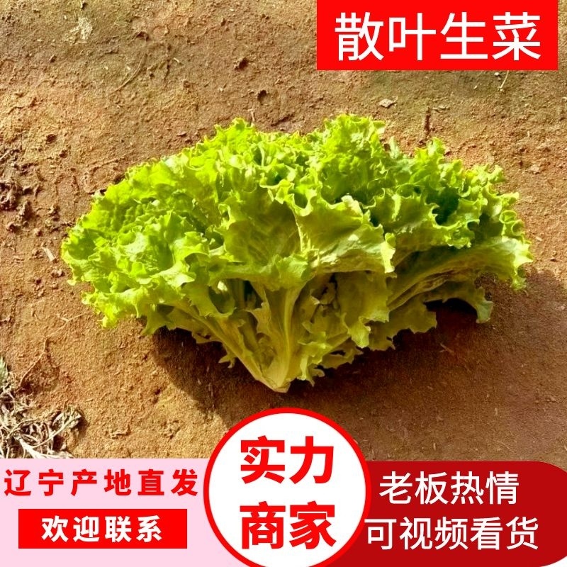 生菜基地优质货源货量充足，价格优惠，电联采购