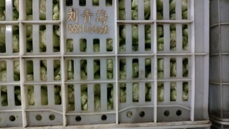 上海油菜【上海青】透明交易日供万吨视频看货保质保量
