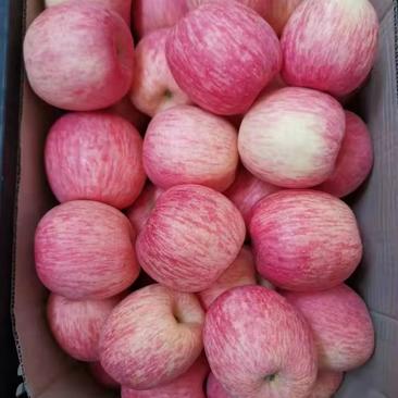 山东红富士苹果高次优质精品脆甜货源充足随到随装