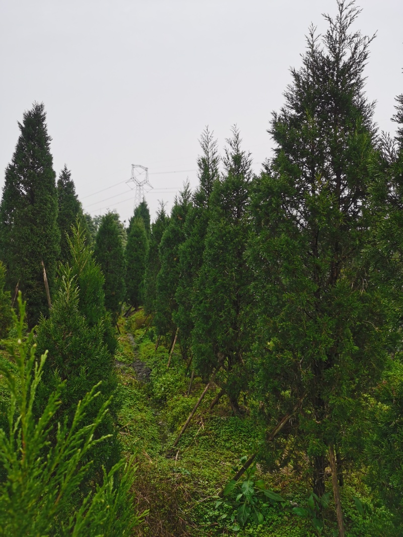 伟森园林苗木生产基地种植5公分塔柏高速公路绿化