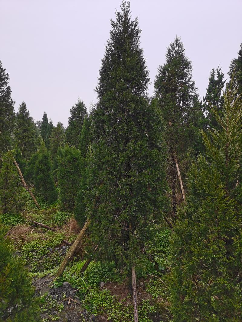 伟森园林苗木生产基地种植5公分塔柏高速公路绿化