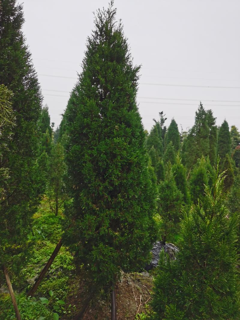 伟森园林苗木生产基地种植5公分塔柏高速公路绿化