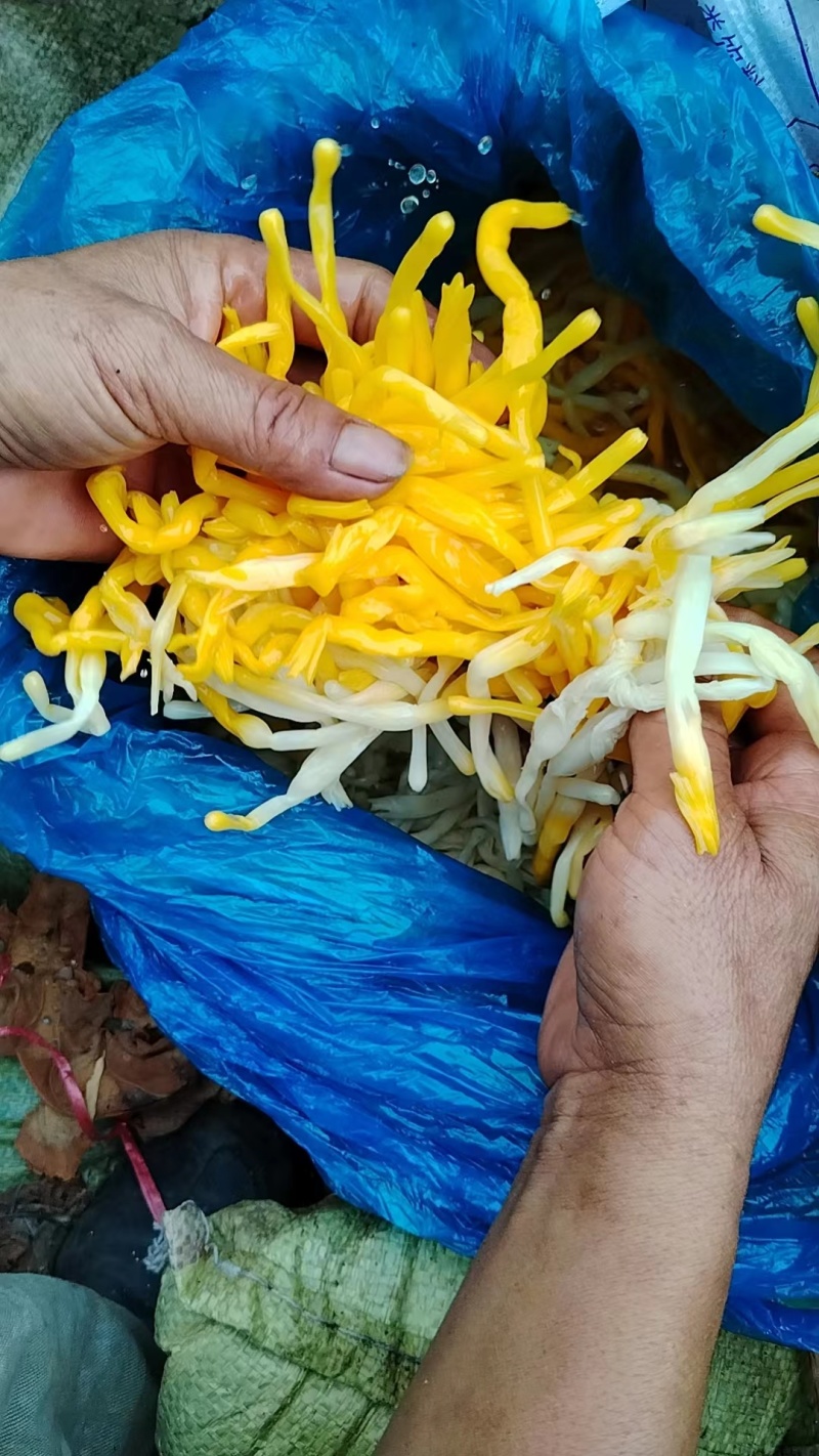 山东精品新鲜清水黄花菜原材料黄心花价格优惠欢迎来电采购