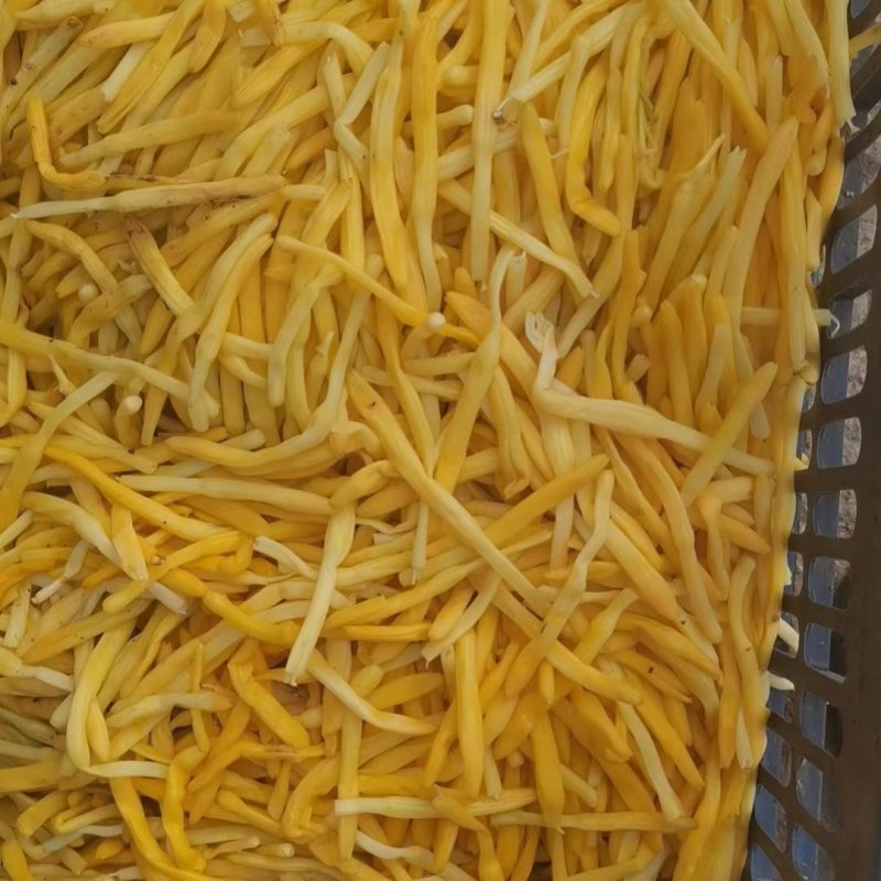 山东精品新鲜清水黄花菜原材料黄心花价格优惠欢迎来电采购