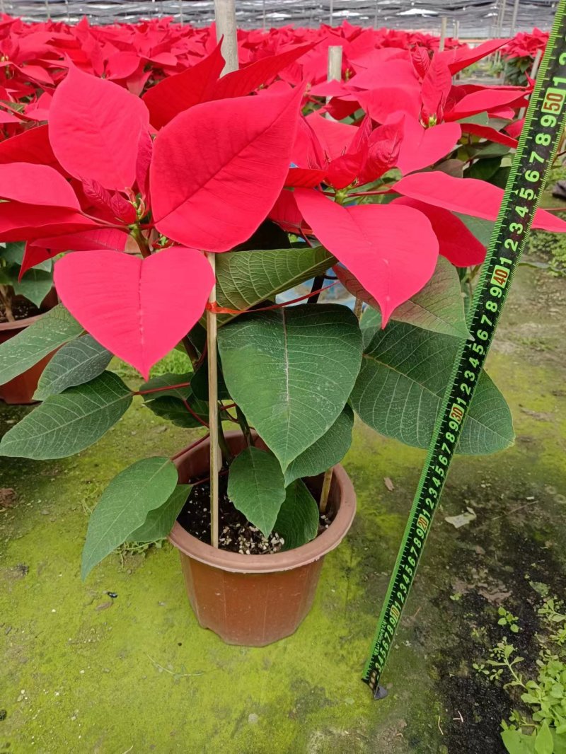【热卖】一品红精品货源水培植物装饰花来电洽谈量大从优