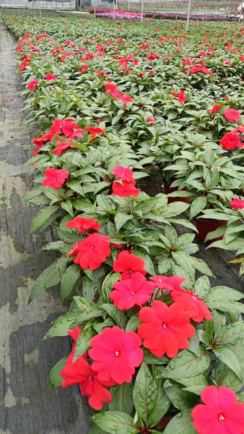 【凤仙花】精品凤仙花基地直发货源稳定全国可发量大从优来电