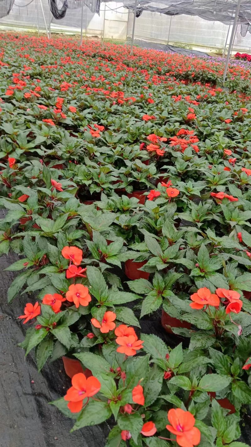【凤仙花】精品凤仙花基地直发货源稳定全国可发量大从优来电