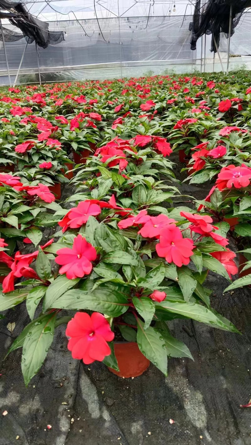 【凤仙花】精品凤仙花基地直发货源稳定全国可发量大从优来电