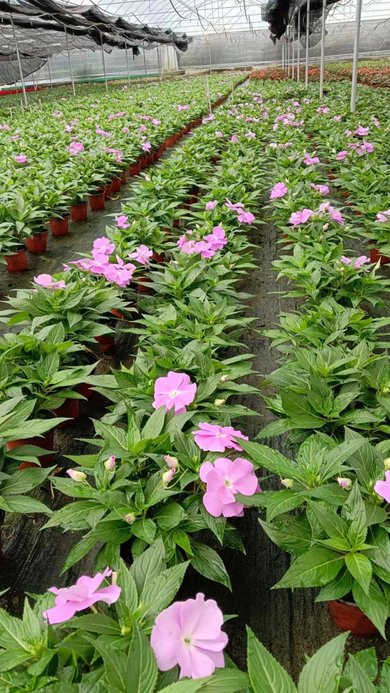 【凤仙花】精品凤仙花基地直发货源稳定全国可发量大从优来电